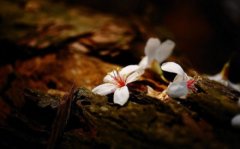 塵緣飛花，人去樓空，夢里花落為誰痛