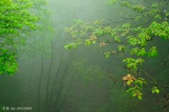 煙雨霏霏不肯收，氤氳掃盡復登樓