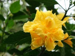 人生就像植物生長(zhǎng)的過(guò)程