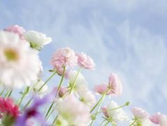 關于花的優美句子