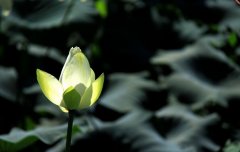 蓮花的唯美句子 蓮花的唯美句子