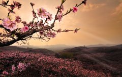 關于桃花的優(yōu)美句子