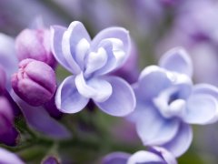 關于丁香花的優(yōu)美句子