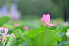 關于荷花的優(yōu)美句子