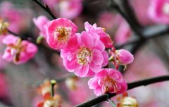 關(guān)于臘梅的優(yōu)美句子 關(guān)于臘梅的優(yōu)美句子