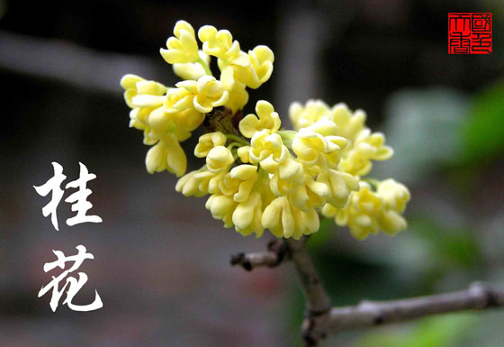 描寫桂花的詩詞和句子 描寫桂花的詩詞和句子