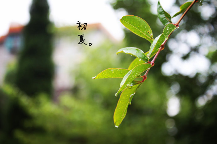 關于雨的句子