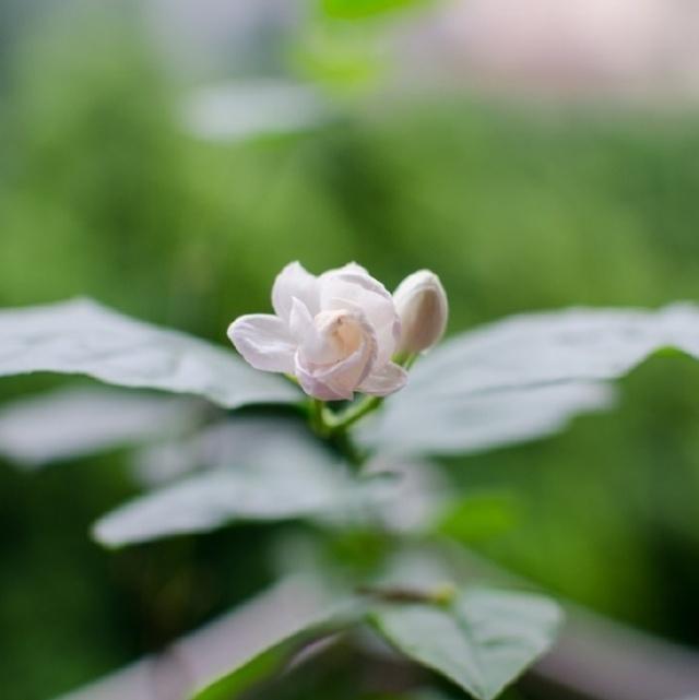 愛情對話句子傷感