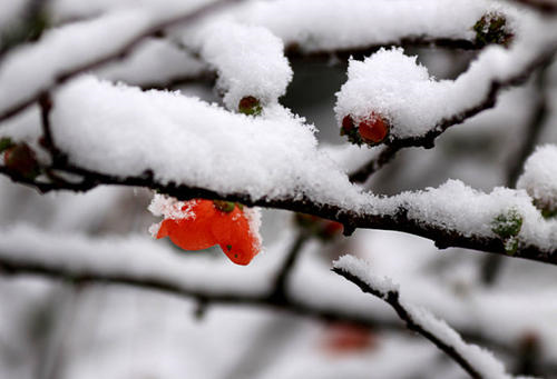 下雪的句子