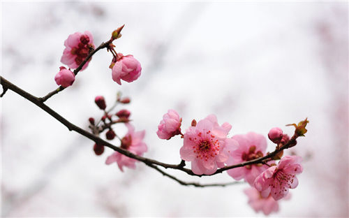 關于梅花的句子 關于梅花的句子