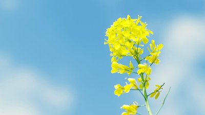 客戶生病怎么問候短信