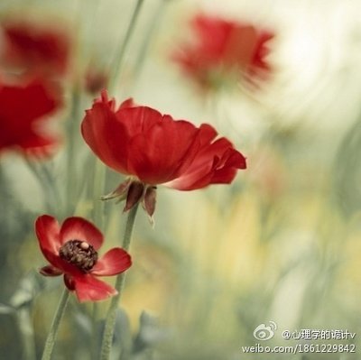 感恩友情愛情的句子說說心情說說