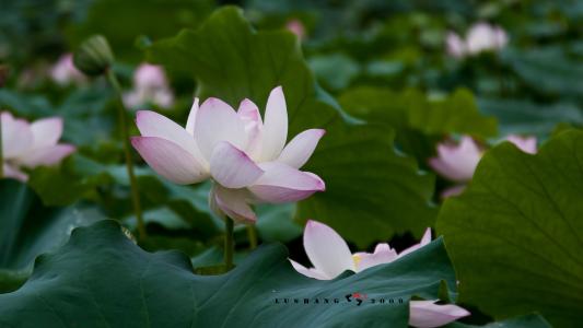 關(guān)于八月的唯美句子 關(guān)于八月的唯美句子