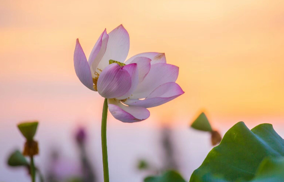 大暑節(jié)氣唯美祝福語大全   適合大暑發(fā)送的祝福語