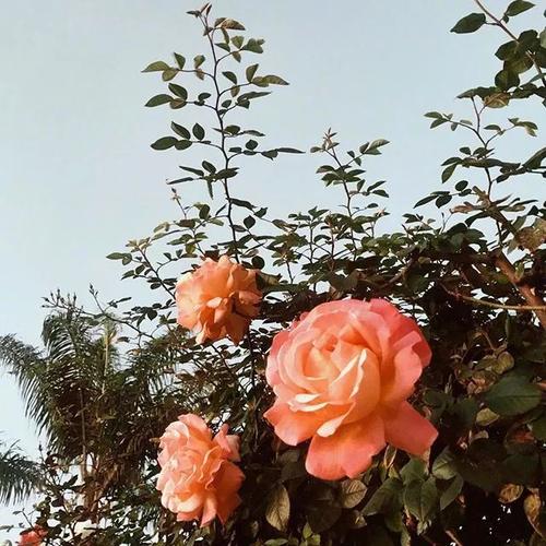 描述對親情失望的句子