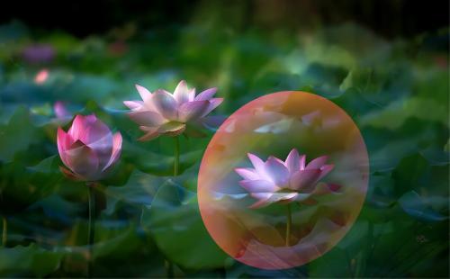 蓮花的詩句 蓮花的詩句