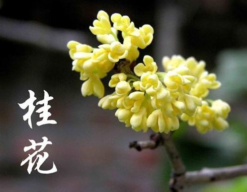 形容桂花開心情的句子 贊美桂花香的唯美句子 形容桂花開心情的句子 贊美桂花香的唯美句子