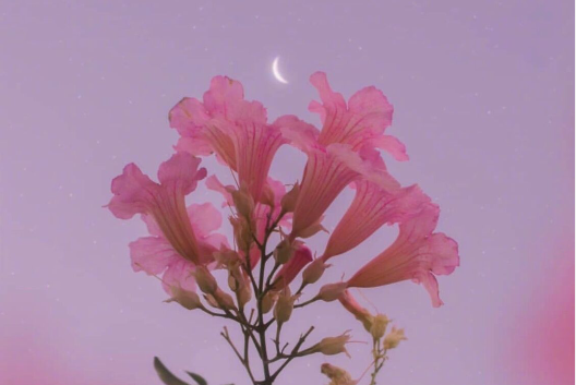 關于我喜歡你的藏頭詩  適合表白的藏頭詩