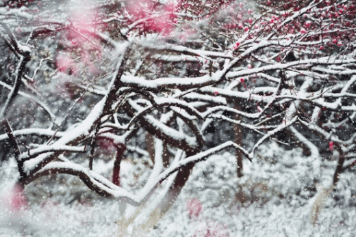  二十四節氣大雪的圖片和詩句