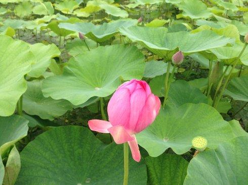 入伏天客戶問候短信真誠(chéng)簡(jiǎn)短