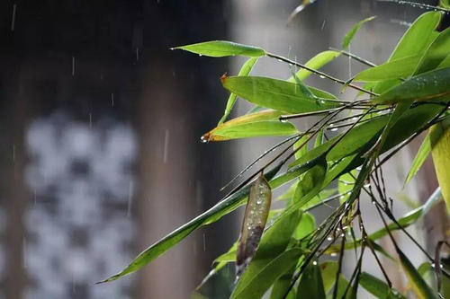 下雨天的關心問候短信