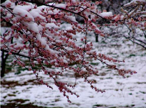 十字以內下雪唯美句子