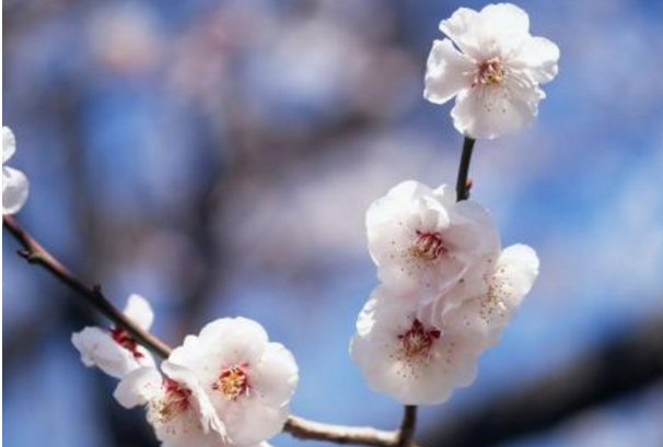 關于梅花的唯美短句 關于梅花的唯美短句