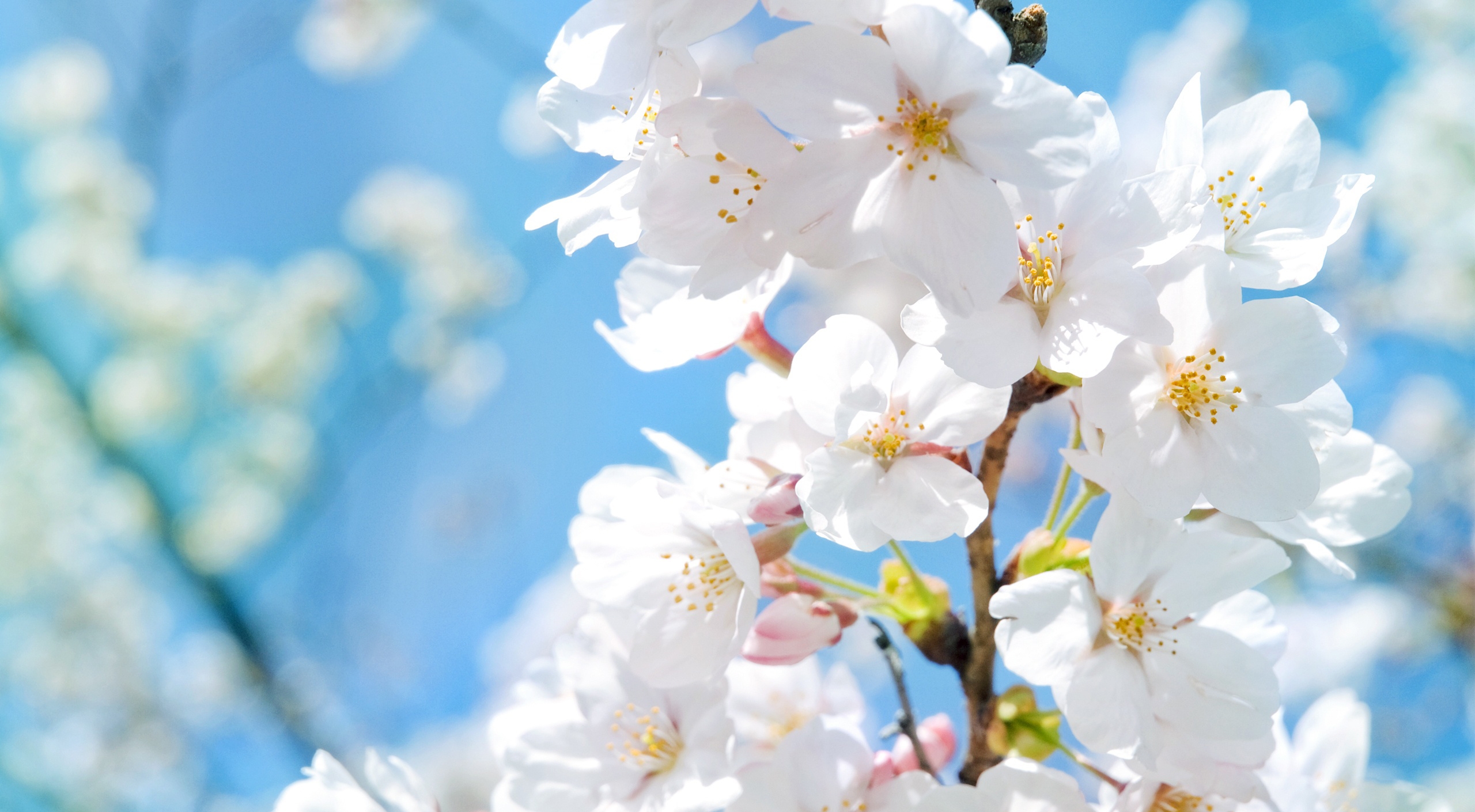春暖花開的句子唯美 春暖花開的句子唯美