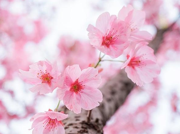春暖花開的句子說(shuō)說(shuō) 春暖花開的句子說(shuō)說(shuō)
