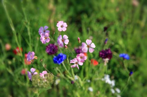 春暖花開問(wèn)候短信 春暖花開問(wèn)候短信