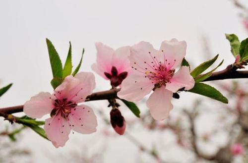 關(guān)于春天激勵話語
