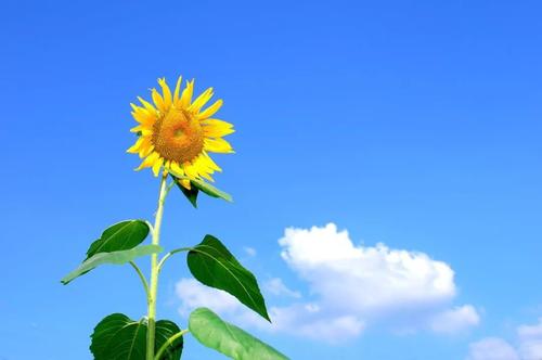 四月簡(jiǎn)單心情說說 四月簡(jiǎn)單心情說說
