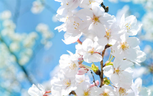 春暖花開的季節(jié)問(wèn)候語(yǔ) 春暖花開的季節(jié)問(wèn)候語(yǔ)