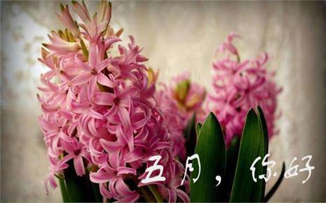四月再見(jiàn)五月你好句子 四月再見(jiàn)五月你好句子