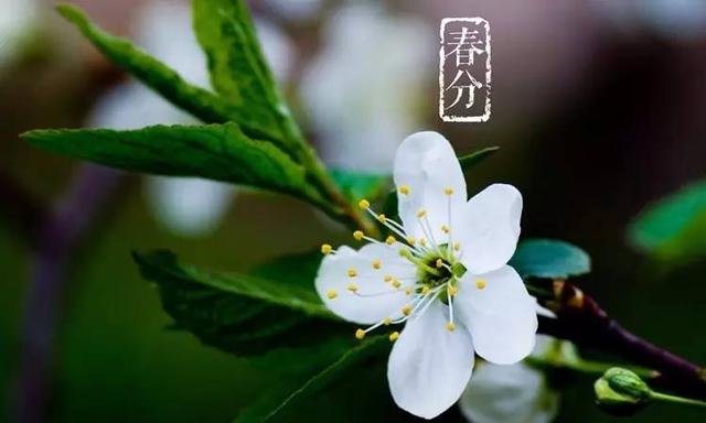 關于春分的詩句