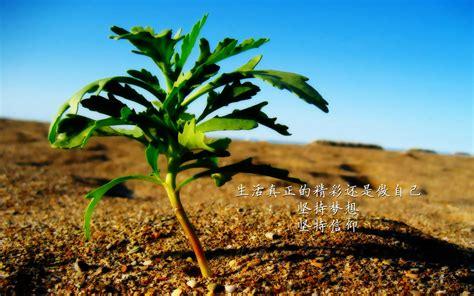 第一名的霸氣口號