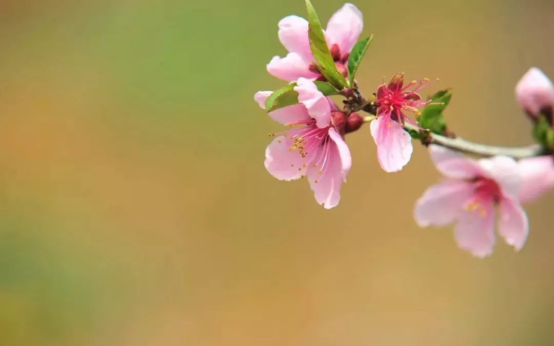 春分時節雨紛紛詩句詩詞大全