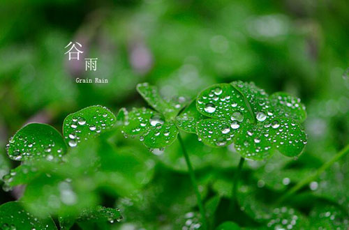 關于谷雨節氣的說說