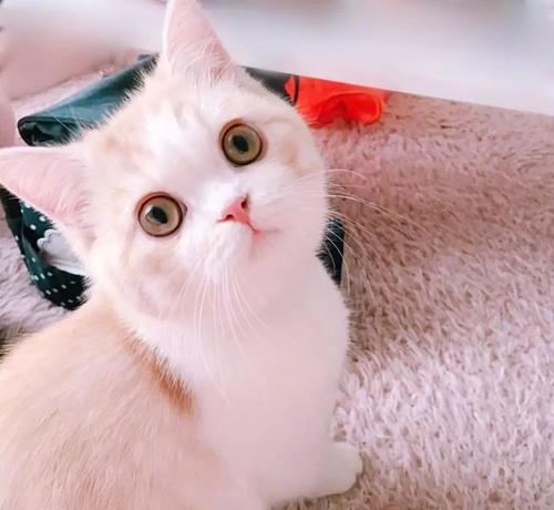 網紅句子簡短可愛 網紅句子簡短可愛
