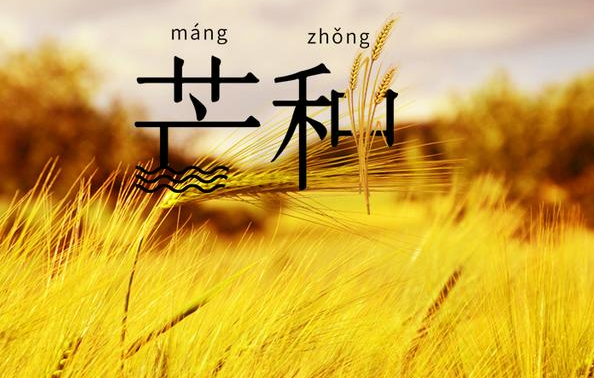 節氣芒種諺語