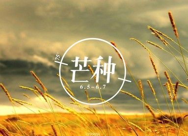芒種節氣的來歷和風俗
