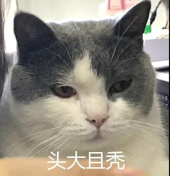 即沙雕又可愛的文案 即沙雕又可愛的文案