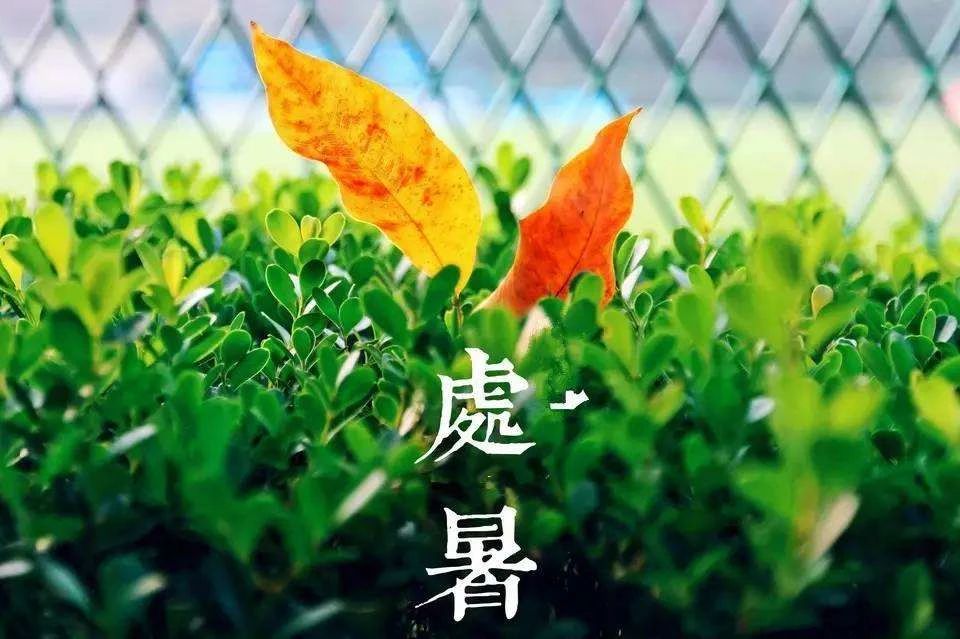 關于處暑的圖片 處暑發朋友圈句子